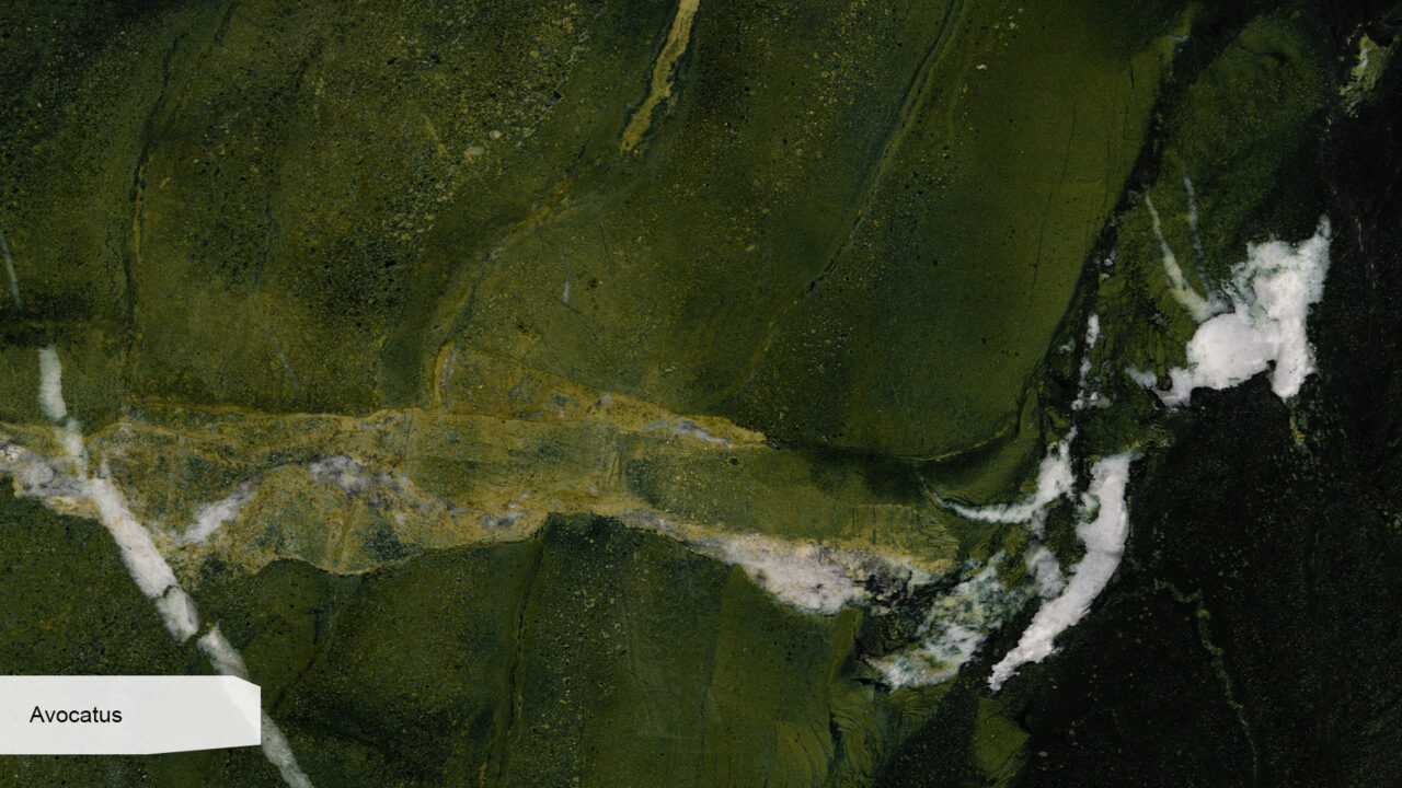 Avocatus