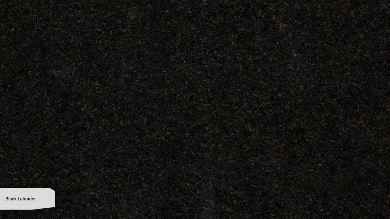 Black Labrador