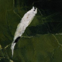 Avocatus