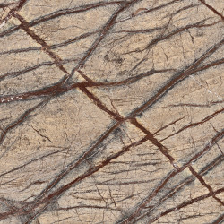 Rainforest Brown