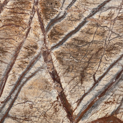 Rainforest Brown