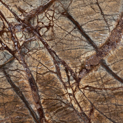 Rainforest Brown