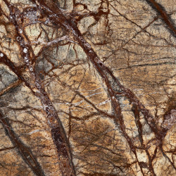 Rainforest Brown