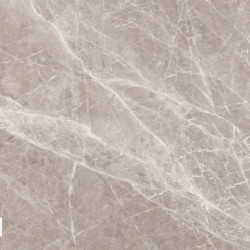 Spider Grey